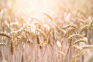 Uşak Ticaret Borsası’nda makarnalık buğday fiyatları dengede