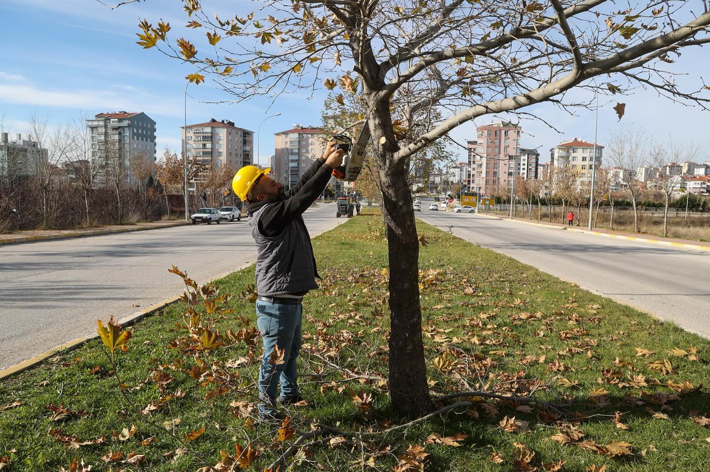 Uşak Belediyesi, ağaçların bakım ve budama çalışmalarını sürdürüyor